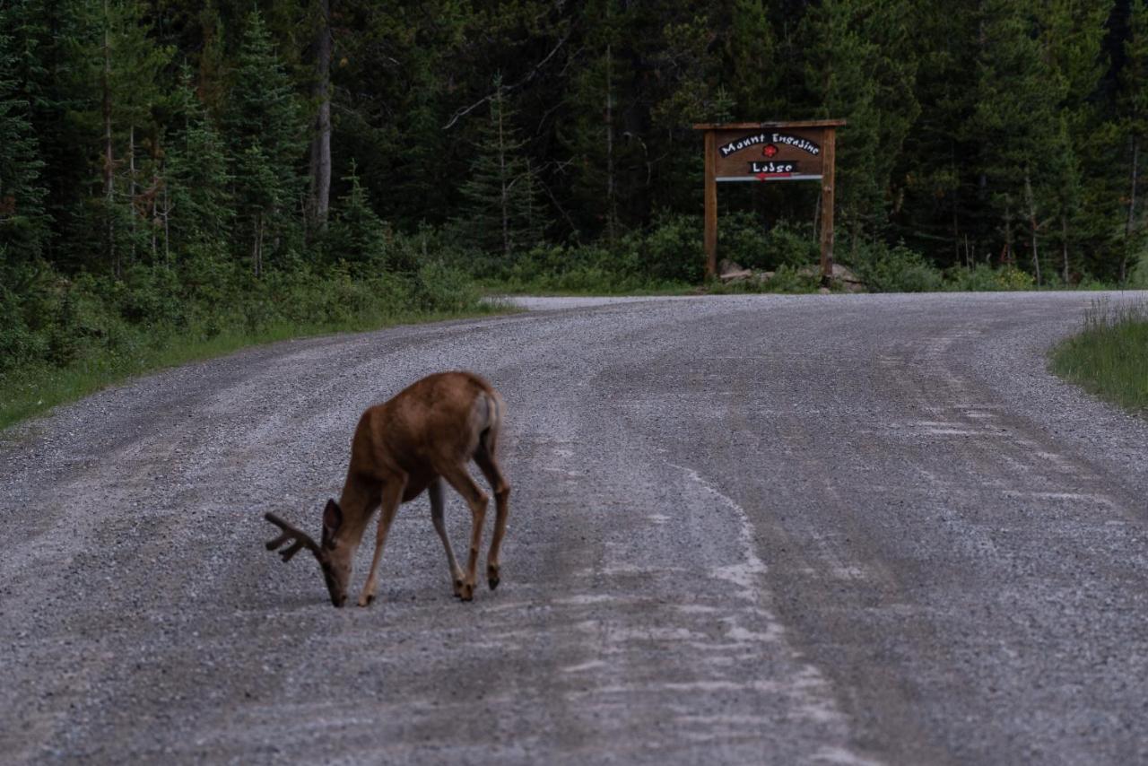 Mount Engadine Lodge Kananaskis Zewnętrze zdjęcie